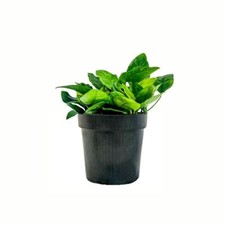 Mutterpflanze Plante