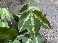 Passiflora trifaciata ( Passifloraceae ) issu de bouture 1 an