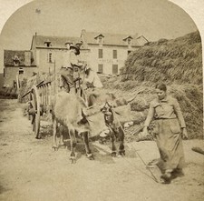 FRANCE Attelage des boeufs