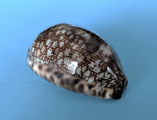 Cypraea arabica mm - mm, gem