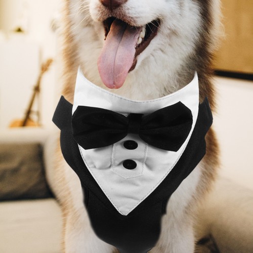 Laisse pour chiot ensemble - laisse,