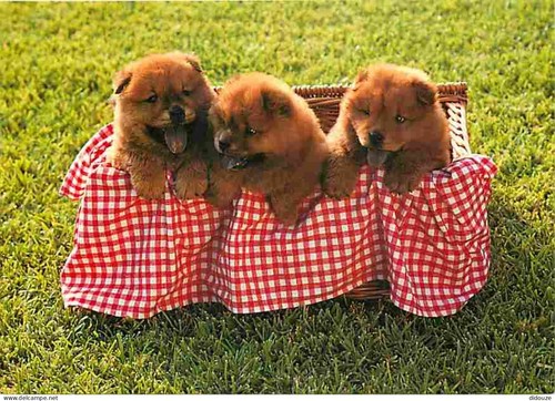 Carte postale animaux - carte,