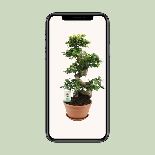 Ficus ginseng environ - 70,