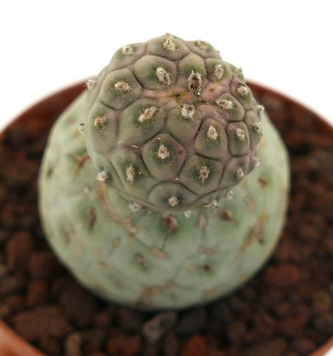 Tephrocactus geometricus two - geometricus,