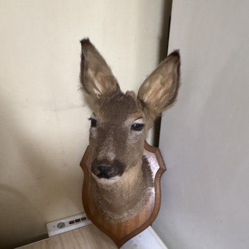 Trophée chasse taxidermie - de,