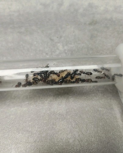 Fourmis camponotus latelaris