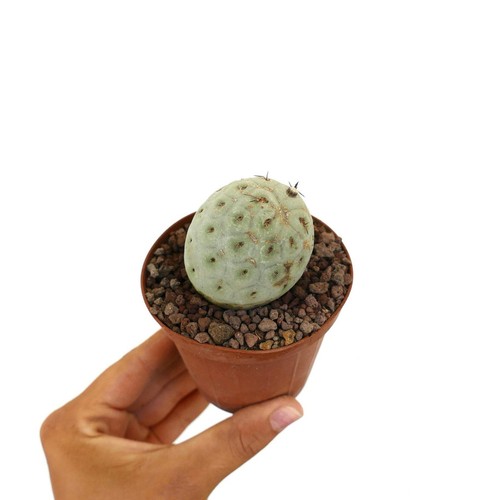 Tephrocactus geometricus one - tephrocactus,
