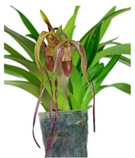 Phragmipedium Wossner
