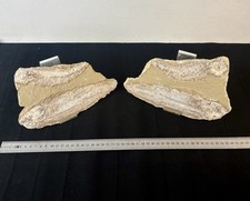 Fossiles de poissons 2kg 23 cm
