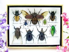 Insectes 3D - exotiques réel