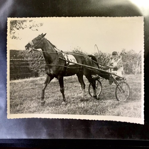 Photo cheval trotteur - photo, de