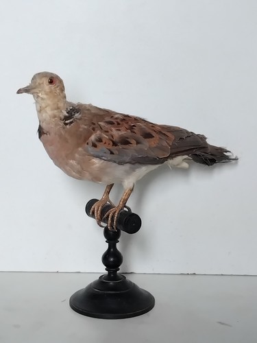 Oiseau naturalisé taxidermie