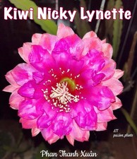 ✨ Epiphyllum Nicky Lynette