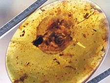 Très Rare Burmite Ambre 1,9 cm Rare Inclusion Escargot 