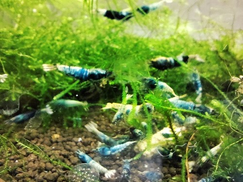 Crevettes blue crazy - crevettes,