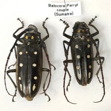Couple Batocera Parryi  48 /
