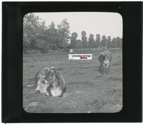 Vaches jersiaise campagne - vaches, de