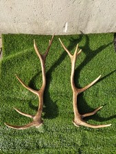 Paire de bois de cerf 14 cors