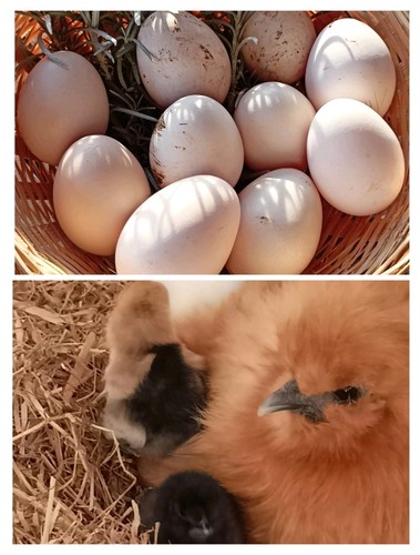 Oeufs fécondés poule de - fécondés,