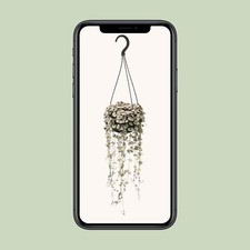 Ceropegia Linearis Subsp. Woodii Variegata - Plantes D'Intérieur Avec En Blät