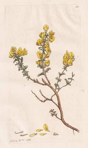 Genista pilosa ginster - genista,