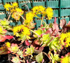 10 PLANTS de SEDUM PALMIERI à FLEURS JAUNES - VIVACES 4 Saisons - Avec Raçines 