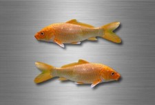 2x autocollant sticker voiture moto peche carpe poisson pecheur