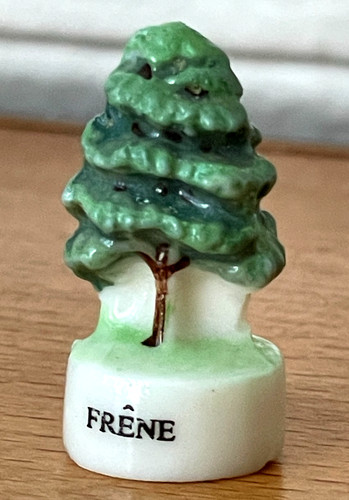 Fève arbre reboisant - arbre,
