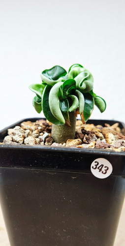 Adenium dha medusa - adenium, 'medusa'