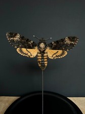 Papillon Acherontia Atropos- DeathHead hawkmoth  A1 sous globe en verre