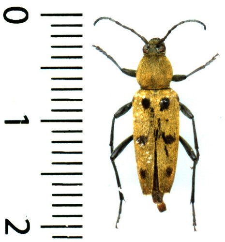 Cerambycidae chlorophorus - -,