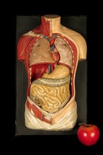 Ancien petit écorché plâtre et carton bouilli c.1920 / Boubée Cabinet Curiosités