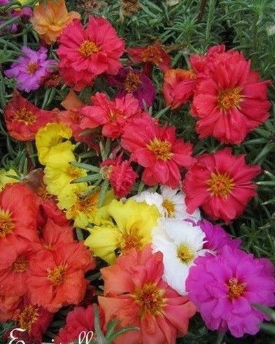 Pourpier grandes fleurs - pourpier,