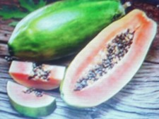 15 graines  de papaye géante Carica papaya