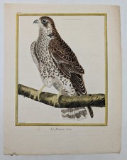 Gravure originale – rapace