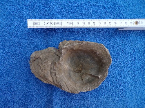 Fossile huitre origine falaise - fossile,