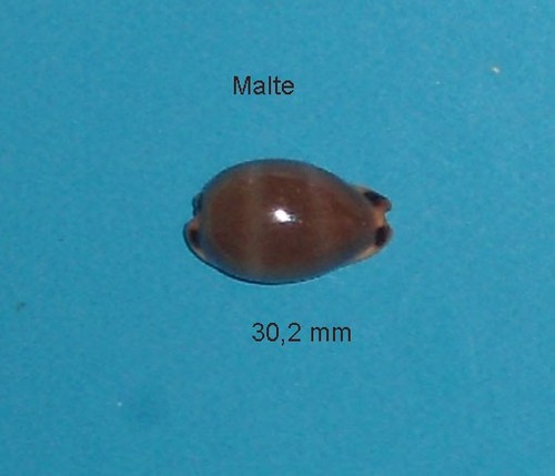 Cypraea lurida malte - ,