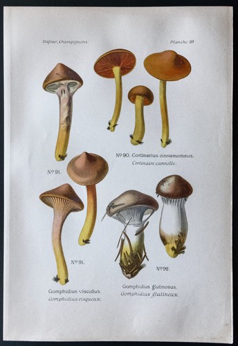 1891 planche couleur - 1891,