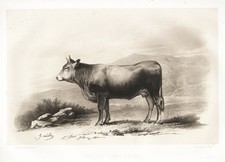 Limousin Vaches Kuh Cows