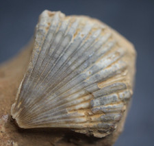 Coquillage fossile français