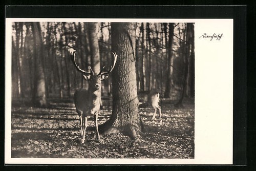 Carte postale cerf volant - carte,