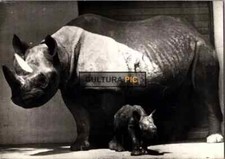 Vintage Original B&W Photo, a Black Rhinoceros and her Newborn Calf - 1972
