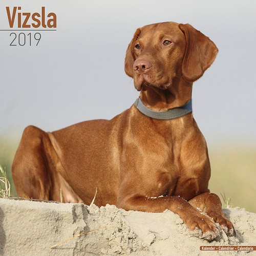 Calendrier 2019 braque - 2019,