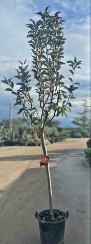 Plante pommier fuji - plante,