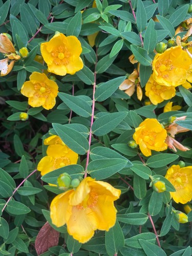 Hypericum calycinum x10