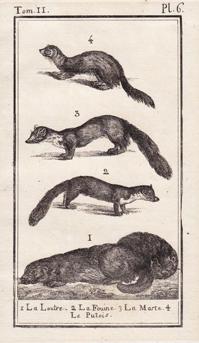Gravure otter wiesel iltis - gravure,
