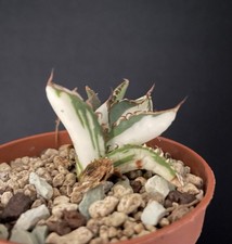 Agave Titanota "Mediopicta Alba" Compact. Cactus Caudex Succulente Plante 4/5Cm6