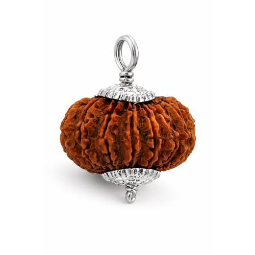 Perle rudraksha mukhi - rudraksha, 18