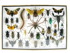 Insectes 3D - exotiques réel