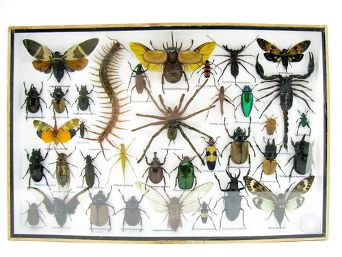 Insectes exotiques réel - insectes,